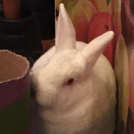 A photo of my rabbit's face. He is has white fur and red eyes.